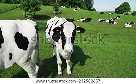 holstein cattle