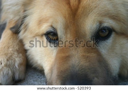 Resting dog close up