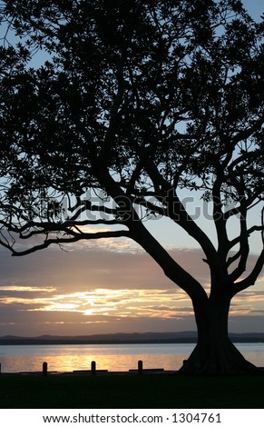 tree silhouetted against sun rising over water