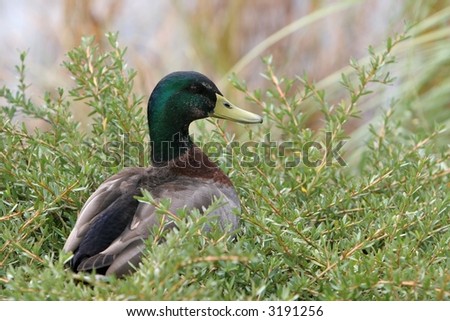 male duck sitting in foliage at the edge of lake