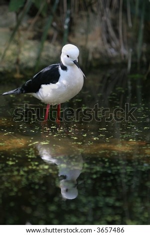 Close up of black winged stilt bird wading in water looking for food