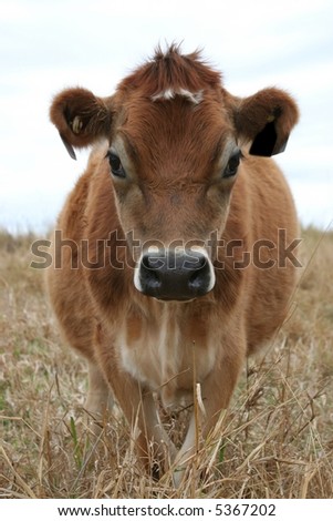 Young cow standing in field on farm