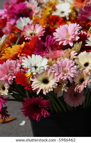 close up of fresh gerbera flowers at flower market