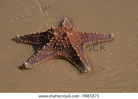 crown of thorns clipart. stock photo : Live crown of thorns starfish in water at beach