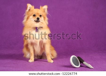 close up of pomeranian puppy dog against purple background with grooming brushes