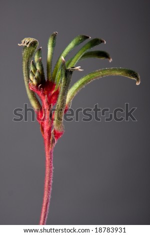 red and green australian native flower - kangaroo paw