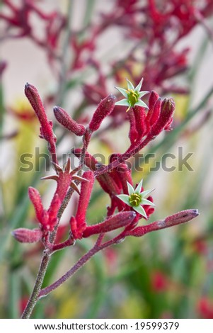 native australian flowers - red kangaroo paw
