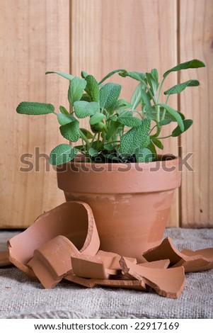 sage herbs potted in terracotta pot with broken pottery pieces