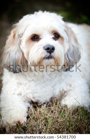 Maltese X Cavalier