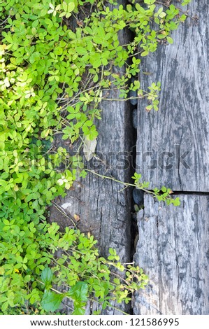 Small green plants depend on old wood.