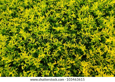 Background at the plant Golden dewdrop.(Duranta drdcta L.)