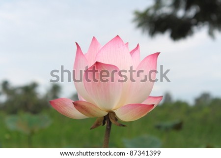 Lotus.Pink lotus of the field.