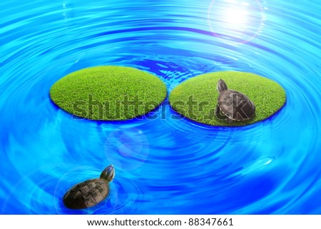 See the island.Turtle was See floating island.
