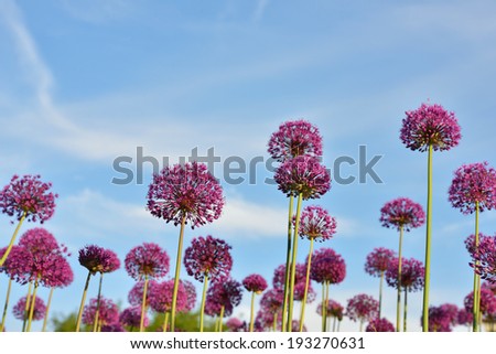 giant purple allium flower field with blue sky background