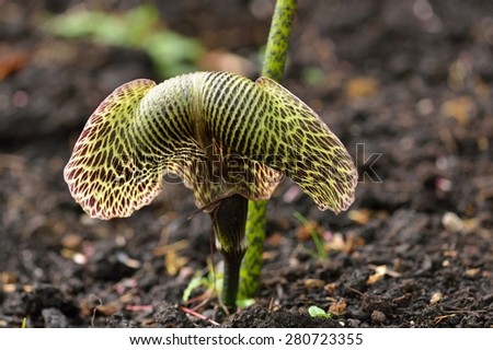 Cobra Lily, Arisaema Griffithii, Arum Family, Araceae, Native to Eastern Himalayas
