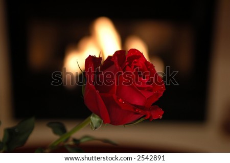 hot red rose with fire background