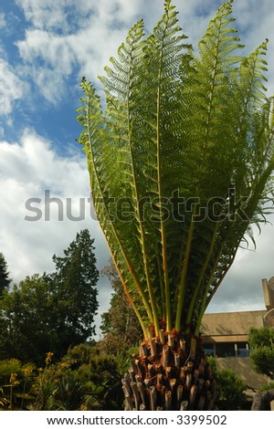 giant fern tree on patio garden