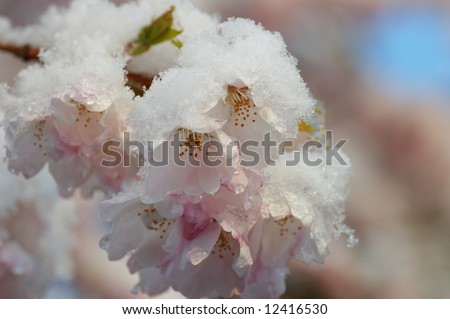 Snow covered cherry blossom in spring