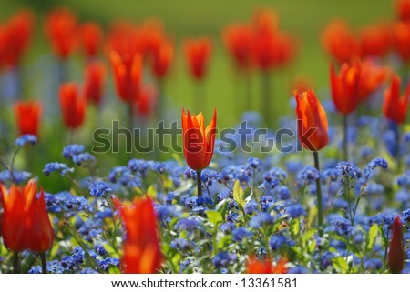 Picture Forget  Flower on Field Of Tulips And Forget Me Not Flowers Stock Photo 13361581