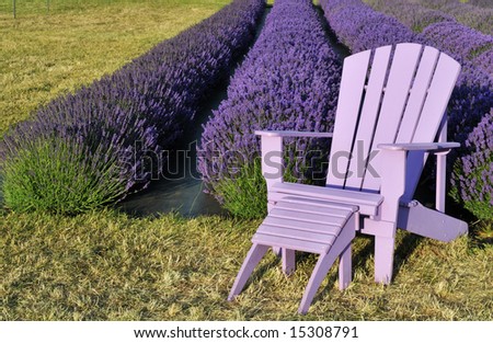 purple lawn chair in lavender field