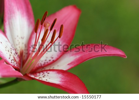 asiatic lily on green background