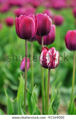 purple and white tulips in skagit valley tulip field