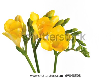 Yellow Freesia Flower