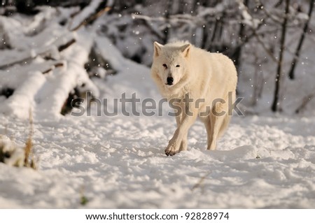 White Timber wolf in a refuge at the bottom of Grouse Mountain