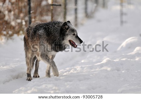 Grey Timber wolf in a refuge at the bottom of Grouse Mountain