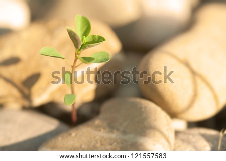 A new little plant takes his way trough little stones to become bigger