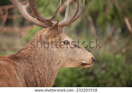 Profile picture of a Stag with a big antlers  in front of green Forest. Detail of the head. Short focus