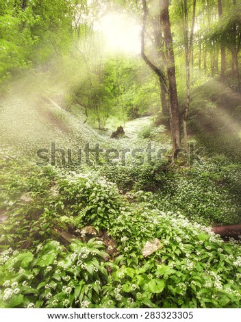 Lot of Bear leek in the forest on a summer day.  Sun beams shining trough the leafs on a forest glade.Stones with moss laying around. Picture is toned.