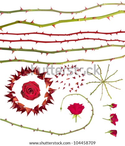 Rose thorns collection, isolated on white. Clipping paths for all photographed elements included, instead of the large thorns circle with the rose in it and the rotated rose lines that have no paths.