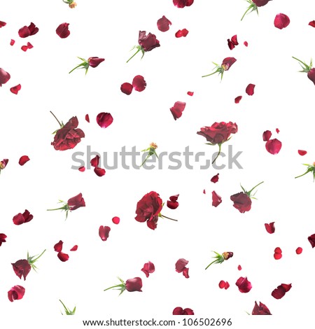 Repeatable background of fading, flying roses and petals in dark red, studio photographed with a back light, isolated on white