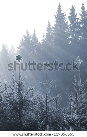 Sparkling Ice stars on the peaks of frozen firs with sun rays from behind, in a slight blue tone