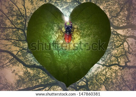 transparent leaf heart that gradually fades in the jungle trees background and a exotic insect that is forming a heart with his horns
