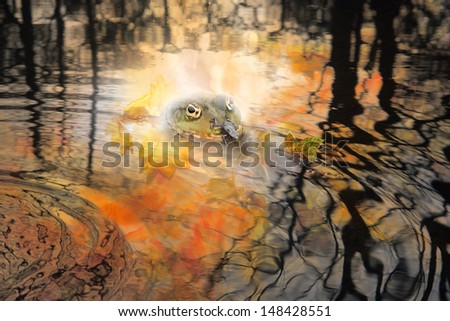autumn pond with color leaves reflections in the water and a frog head standing out with a tiny frog, crawling on it and a leaf in similar colors as the frog head, showing up, half in water