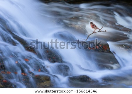 autumn river, flowing with long exposure, with leaves and a bird on a twig in red