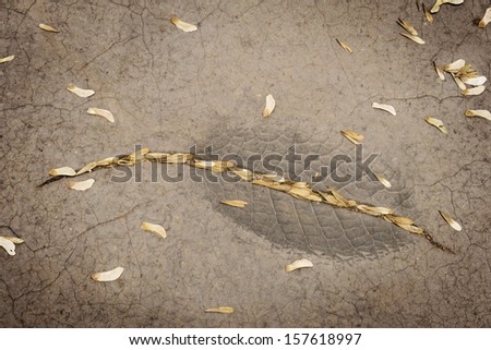 autumn maple tree seeds, scattered in a street rift with a layered leaf structure around them