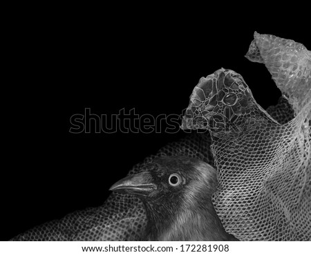 sloughed snake skin, forming a bird shape, isolated on black