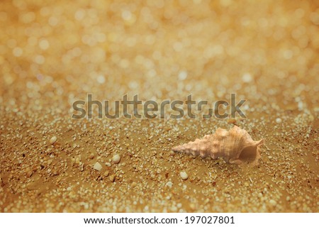 cerith seashell on a macro sand surface in soft tilt shift, that consists of many broken shell pieces