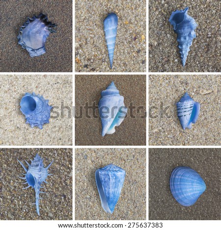 seashells collection on various sand grounds