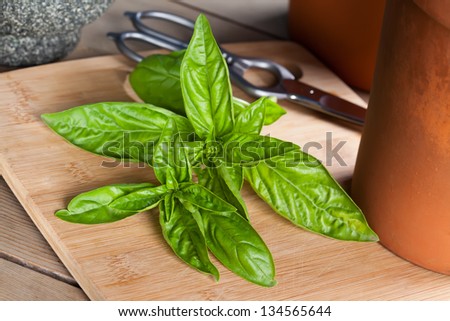 Bunch of fresh green basil on a rustic looking wooden plate with a big pair of scissors