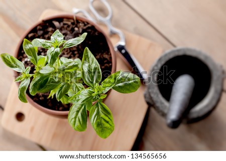 fresh basil plant in terracotta pot on wooden platter rustic look with pair of scissors and mortar and pestle