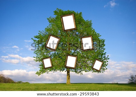 Trees Frames