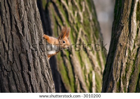Squirrel playing in hide and seek and looking out from the tree stem