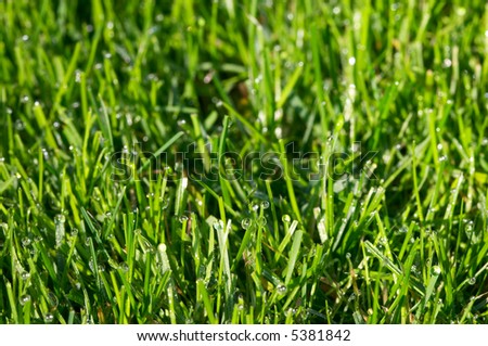 green grass-plot covered by dew drops