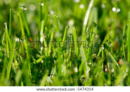 grass with dew drops on the morning grass-plot