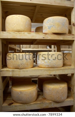truckles of cheese on wood shell in store
