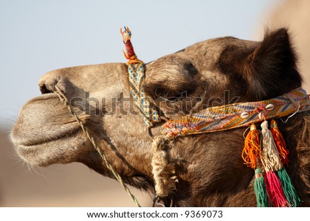 Portrait of bedouin\'s camel decorated by color stripes